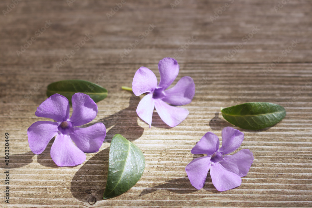 Close up blue periwinkle Vinca flowers on a sunny day in spring. Spring flowers. Spring background. Greeting card for Valentine's Day, Woman's Day and Mothers Day.Space for your text. Close up blue periwinkle Vinca flowers on a sunny day in spring. Spring flowers. Spring background. Greeting card for Valentine's Day, Woman's Day and Mothers Day.Space for your text.