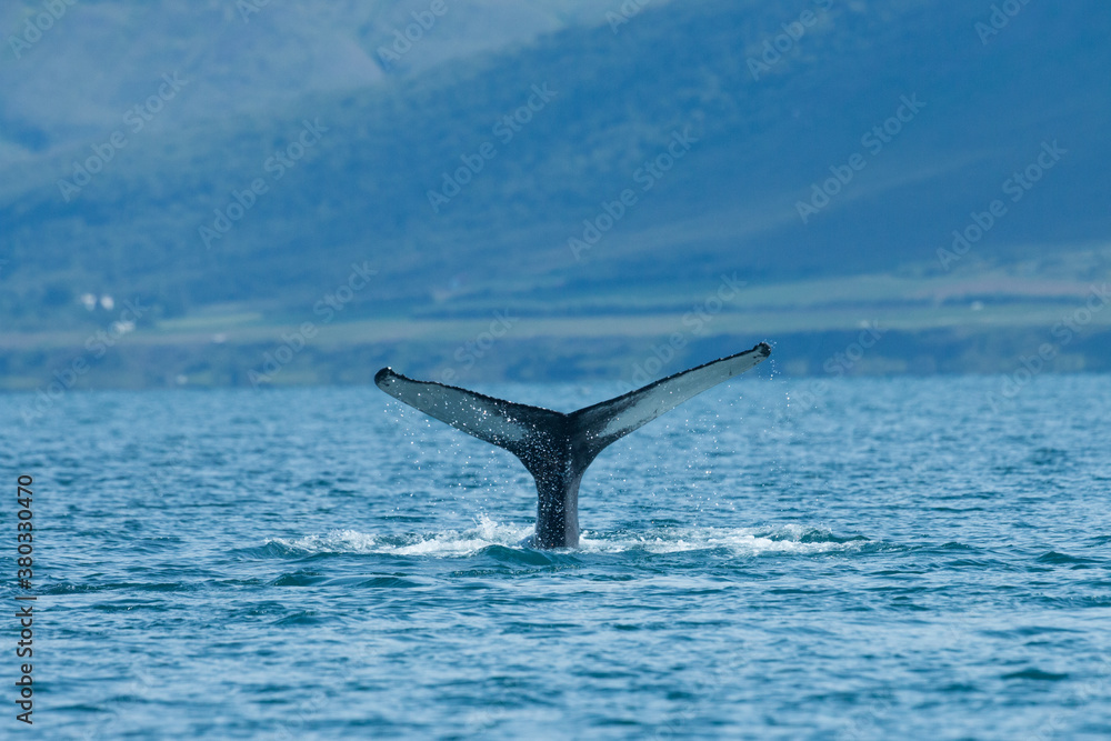 Fototapeta premium Humpback whale, megaptera novaeangliae, diving in the sea in summer Iceland. Giant mammal's tail peeking out of the turquoise water. Huge dark animal under the ocean.