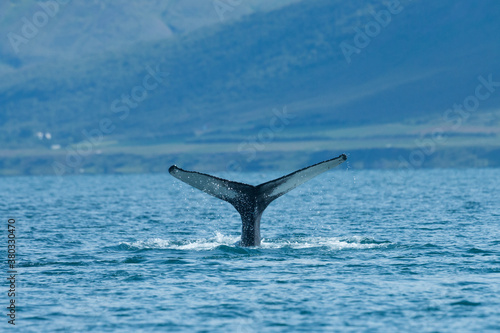 Humpback whale, megaptera novaeangliae, diving in the sea in summer Iceland. Giant mammal's tail peeking out of the turquoise water. Huge dark animal under the ocean.
