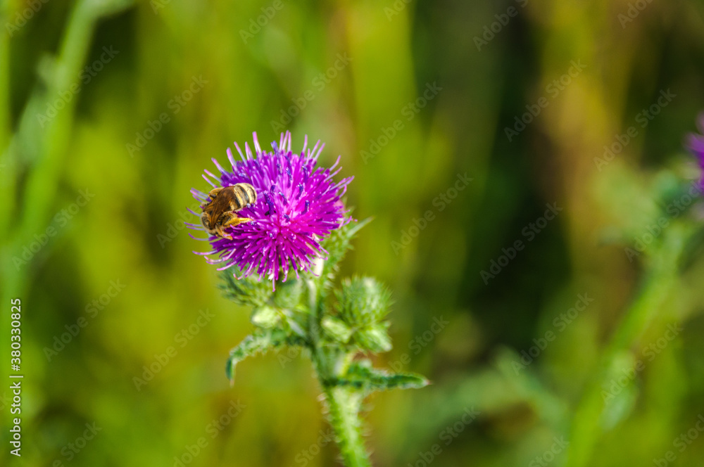 Biene am Distel - im Naturschutzgebiet- Hannover Kronsberg Biene am Distel - im Naturschutzgebiet- Hannover Kronsberg