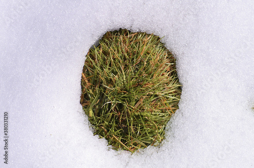 Melting snow reveals a hole of green grass under