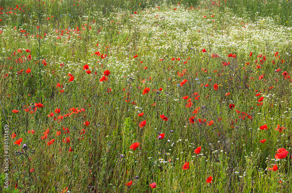 Blumenwiese im Naturschutzgebiet- Hannover Kronsberg