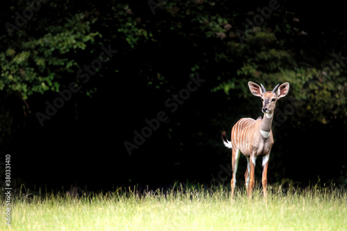 Εκτύπωση καμβά Young lesser kudu, an east African forest antelope, in a clearing with dark back