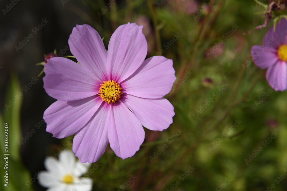 fiori petali macro nikon 