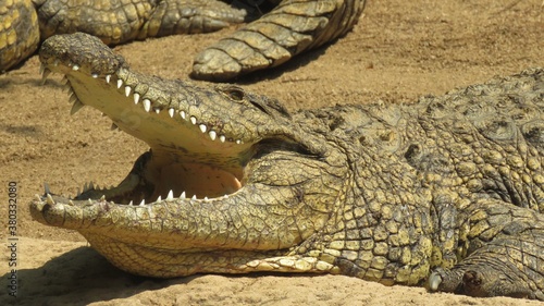 Nile crocodile cooling off, Hartbeespoort, North West, South Africa