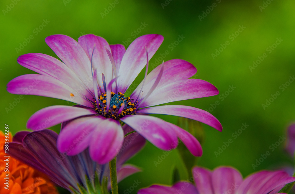 Bornholmer Margerite Bornholmer Margerite