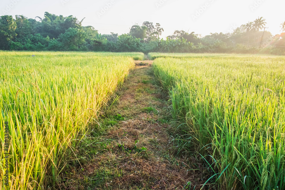 Fototapeta premium Rice plants in rice fields
