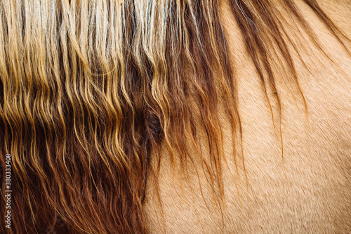 close up of horsehair