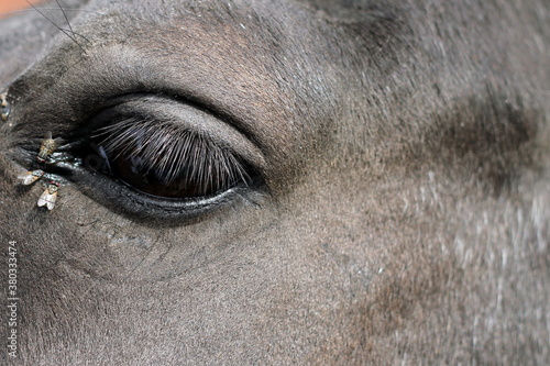 the eye of a young horse with flies filmed at the zoo