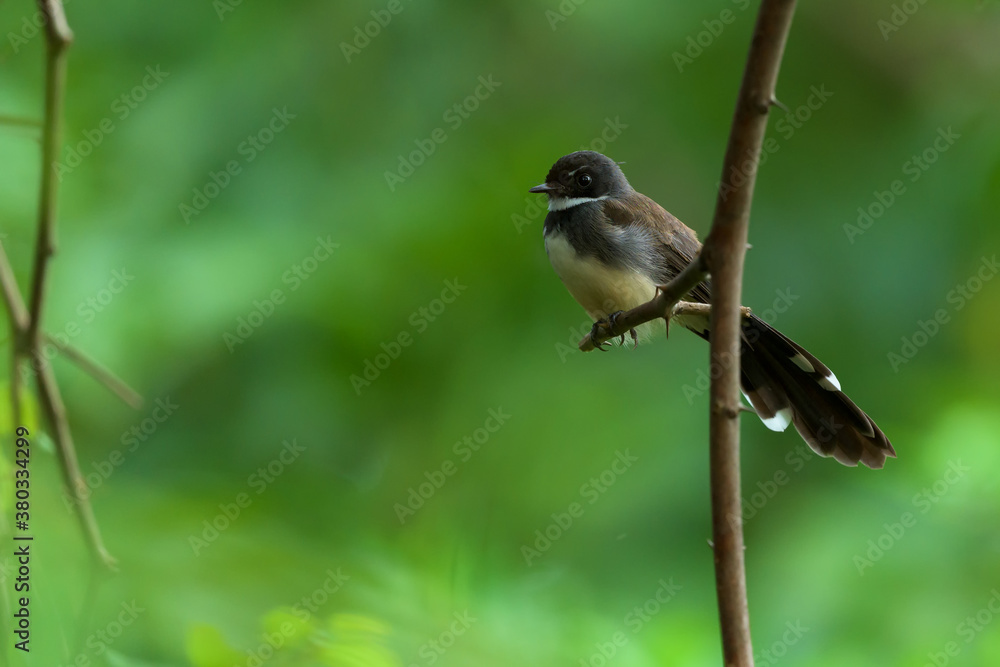 Fototapeta premium Malaysian Pied Fantail on branch