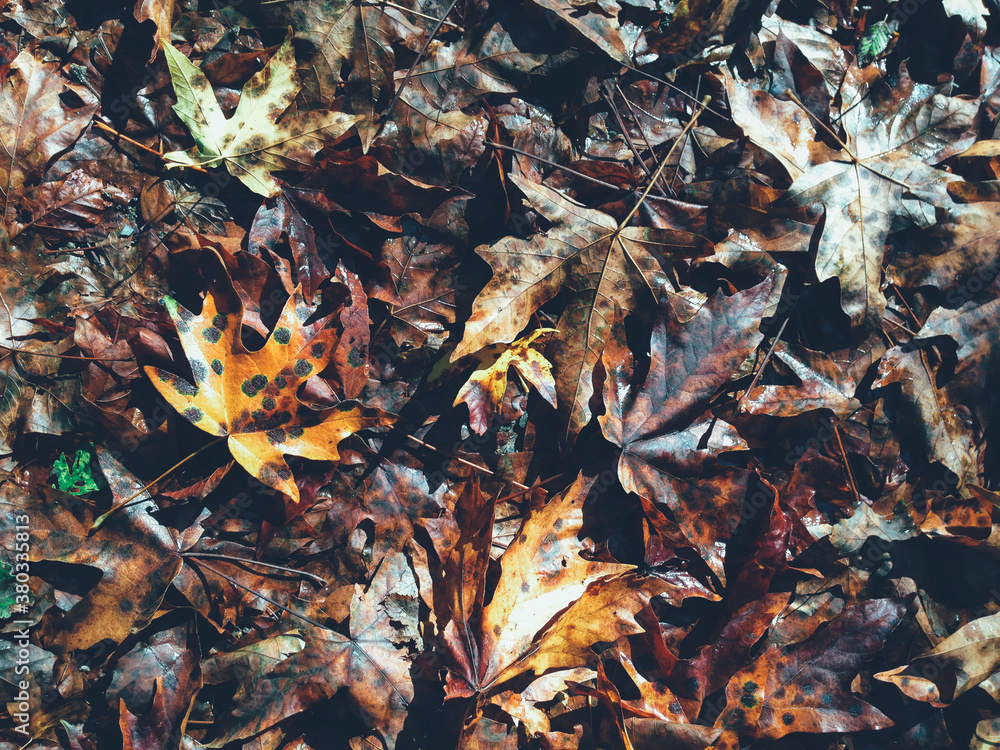 Maple leaves in autumn, North Cascades, WA, USA Maple leaves in autumn, North Cascades, WA, USA
