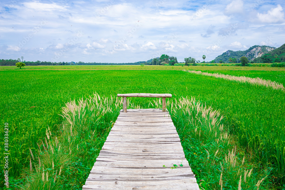 Wooden walkway through greenish rice field and mountain.