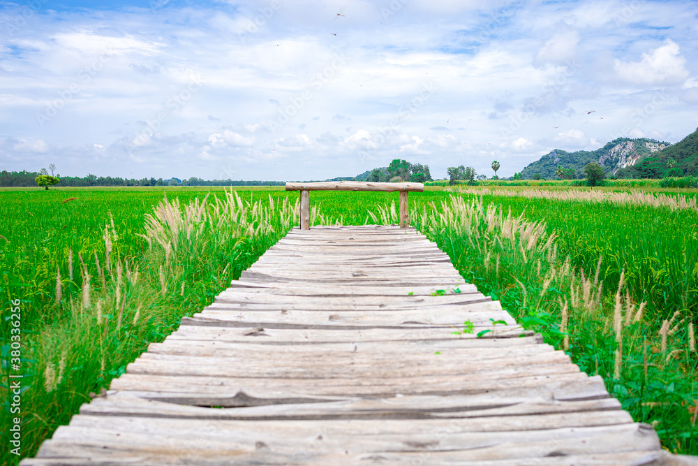 Fototapeta premium Wooden walkway through greenish rice field.