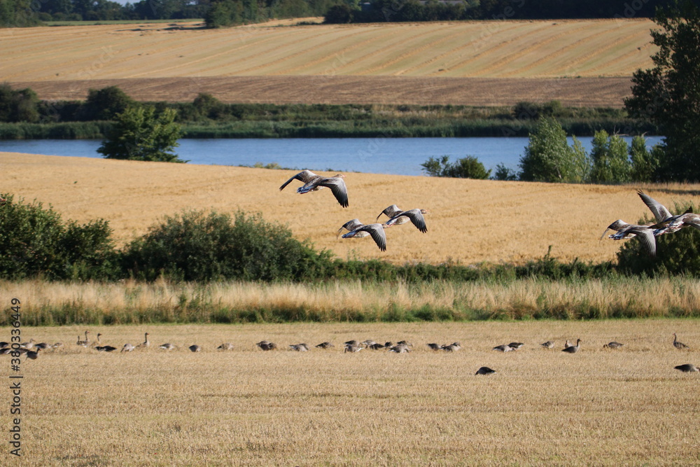 Flying greylag goose over a stump field with water in the background
Flying greylag goose over a stump field with water in the background
