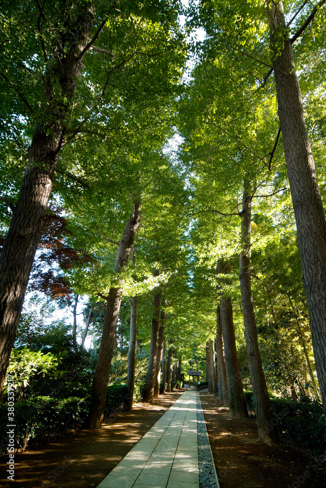 Fototapeta premium 大田黒公園（東京都杉並区）