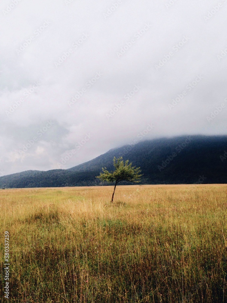 Solo tree in high grass Solo tree in high grass