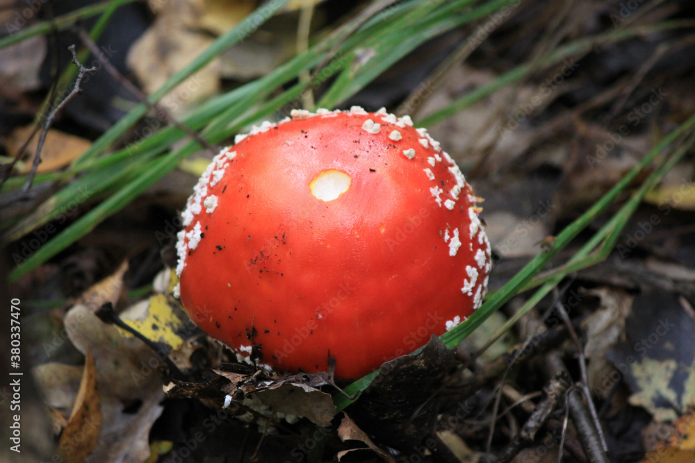 A mushroom (amanita) shot from above, close-up on a clear sunny day. A mushroom (amanita) shot from above, close-up on a clear sunny day.
