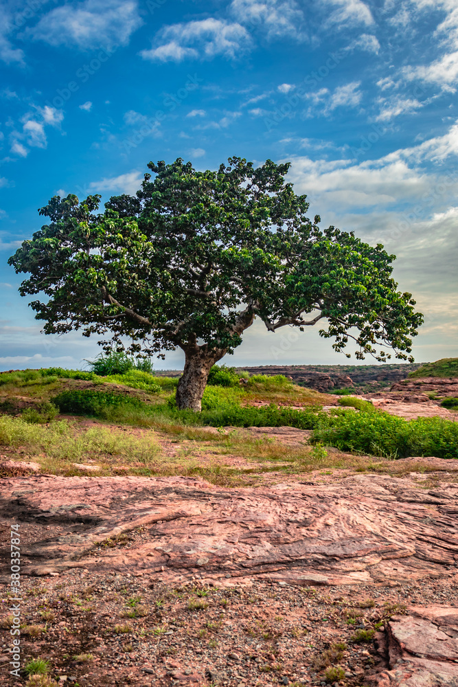 tree isolated with amazing blue sky background from different angles