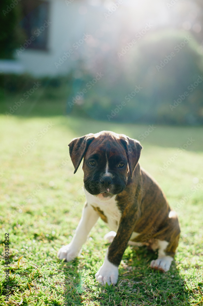 Boxer Puppy Boxer Puppy