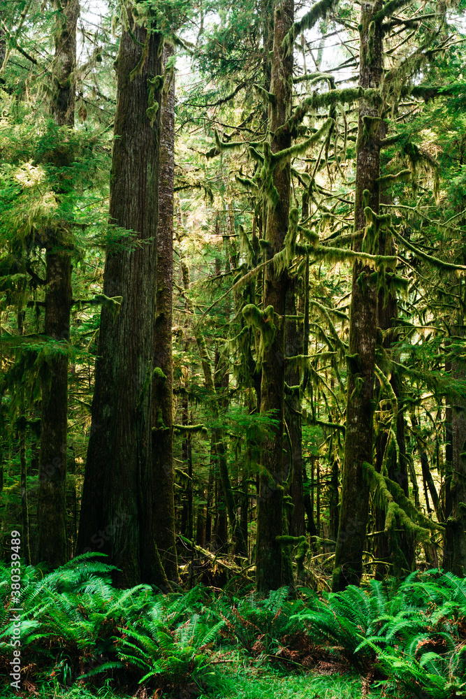 Northwest Rainforest Northwest Rainforest