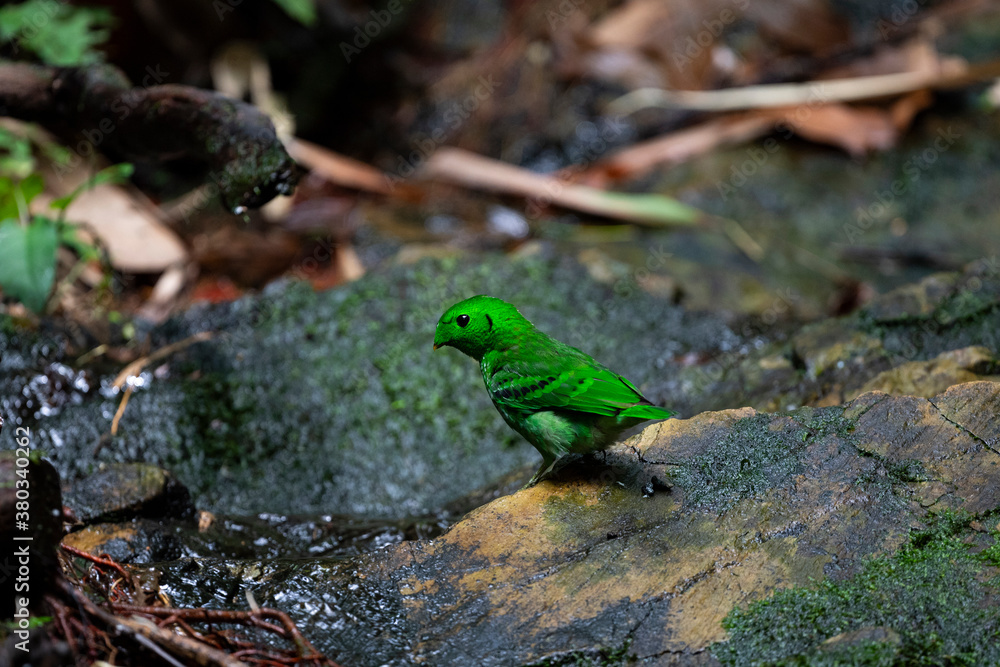 Green Broadbill
