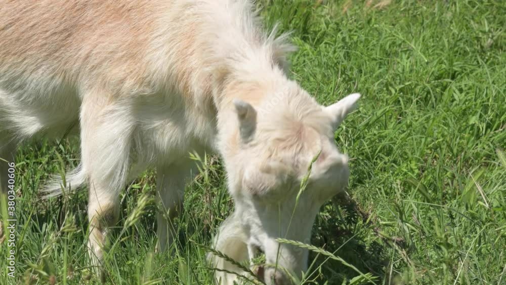 White domestic goat grazes next to the fence in the green grass White domestic goat grazes next to the fence in the green grass