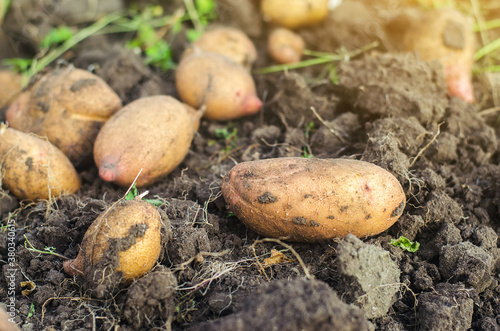 Freshly dug raw potatoes on the soil of a farm field. Harvesting, harvest. Harvesting potato. Fresh root organic vegetables, ecological agricultural food products. Gardening and farming. photo