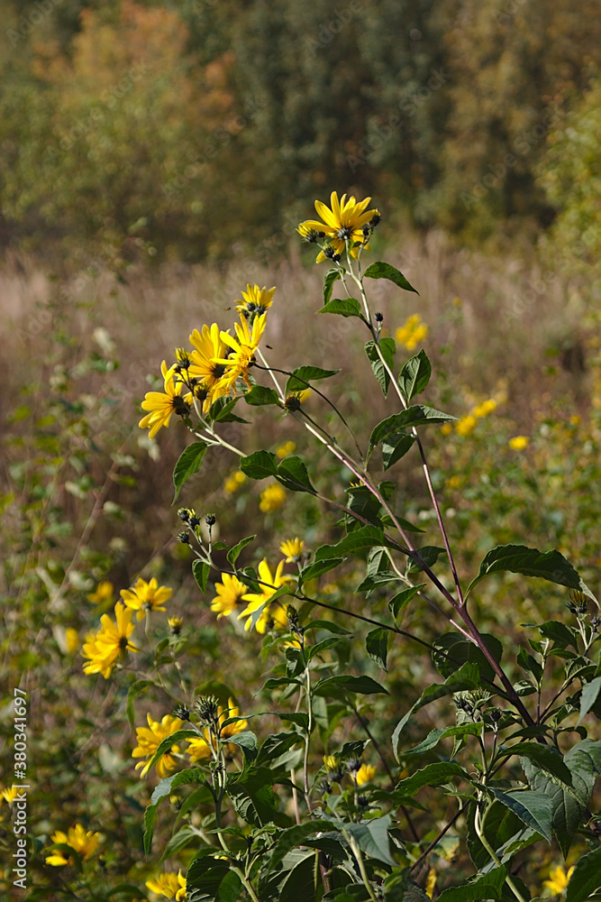 bright yellow flowers on the slope of a ravine