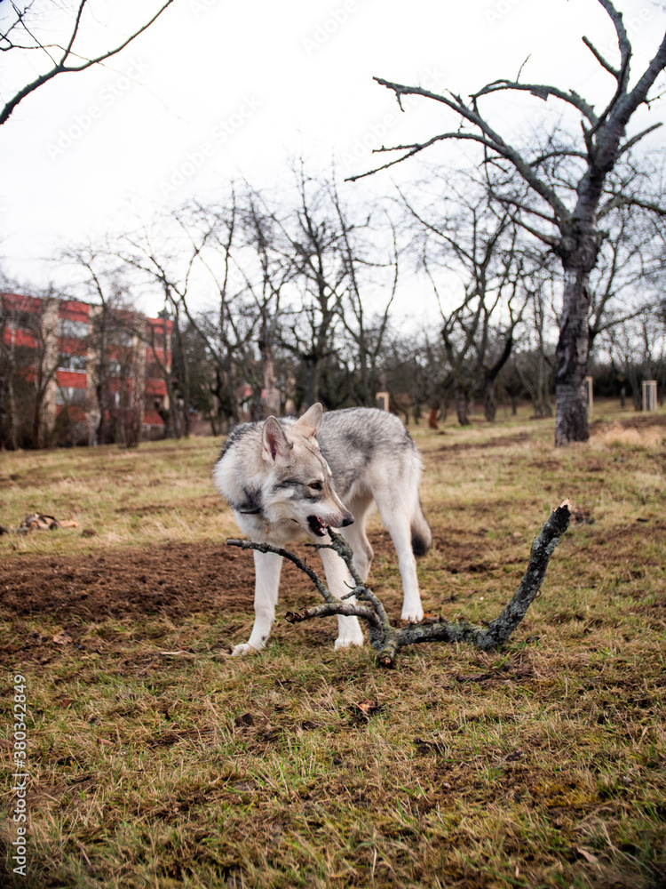 Fototapeta premium Wolf plays with wood