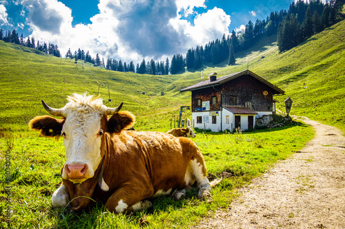 Konstfotografi cow at the european alps