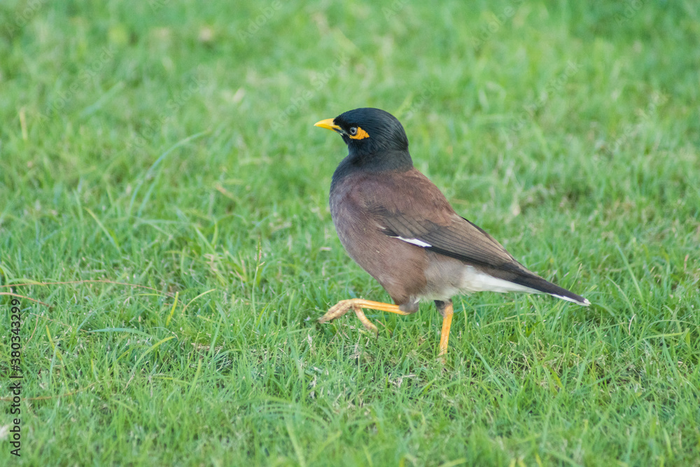 Common Myna