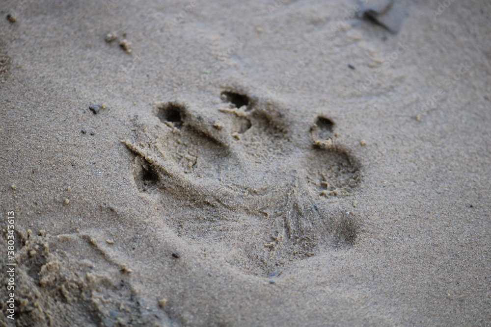 footprint in the sand footprint in the sand