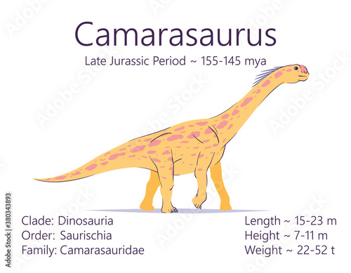 Camarasaurus. Sauropodomorpha dinosaur. Colorful vector illustration of prehistoric creature camarasaurus and description of characteristics, period of life isolated on white background. Fossil dino.