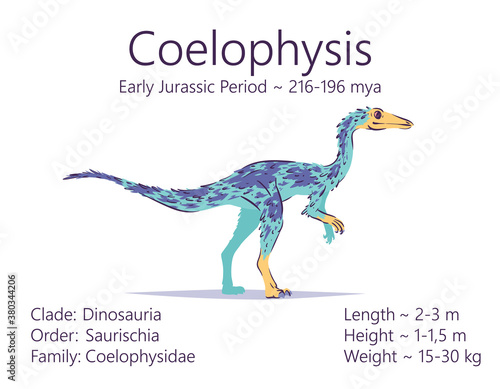 Coelophysis. Theropoda dinosaur. Colorful vector illustration of prehistoric creature coelophysis and description of characteristics and period of life isolated on white background. Fossil dino. photo