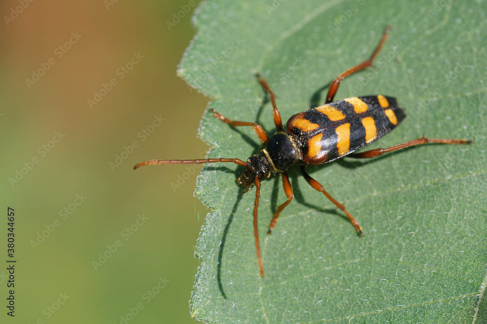 Fototapeta premium Goldhaariger Halsbock im Garten