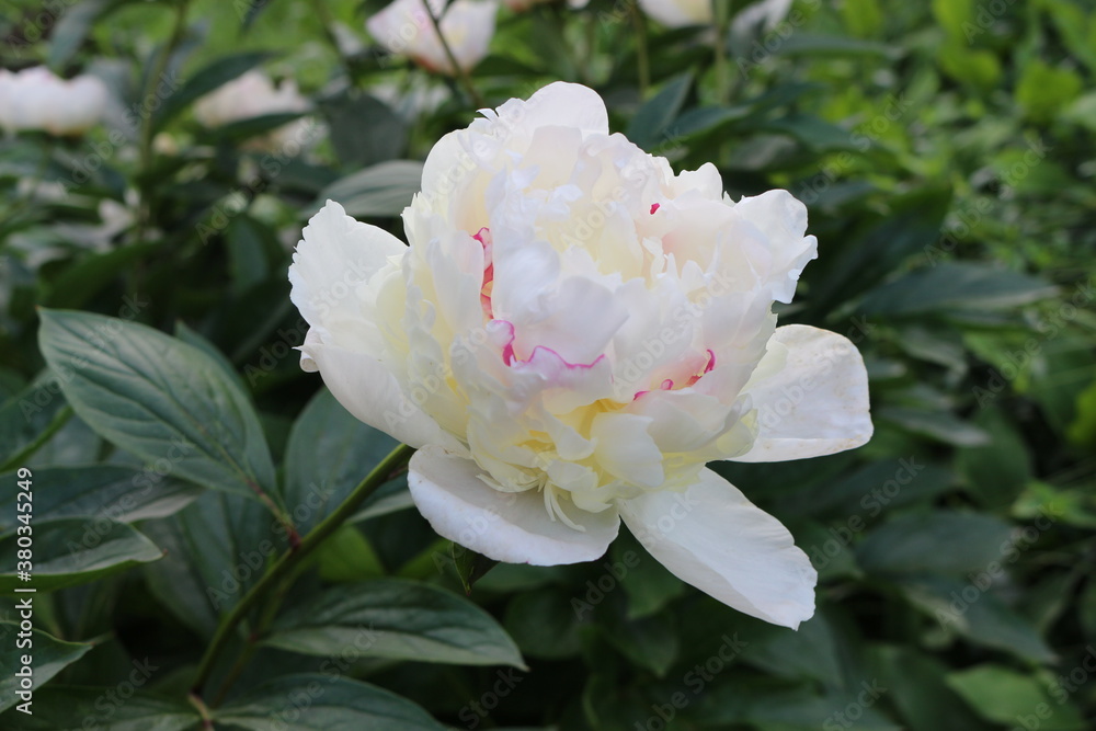 Water drops remained on white peonies after a summer rain
Water drops remained on white peonies after a summer rain