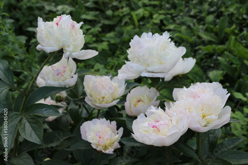  Water drops remained on white peonies after a summer rain