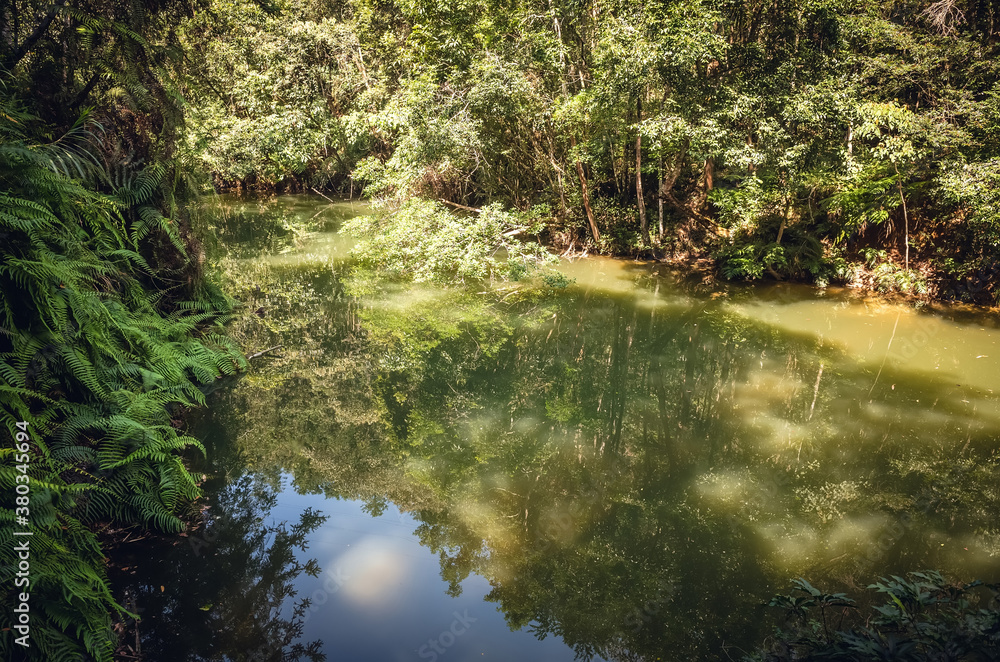 landscape of tropical forest with a pond landscape of tropical forest with a pond