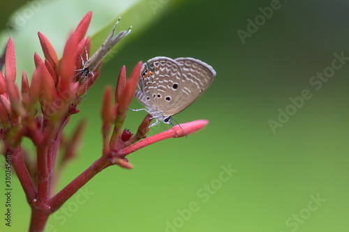 Pair of Gram Blue butterflies photo