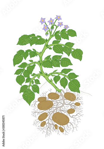 Potato plant. Growing spud. Harvest tubers potatoes growth In the soil. Vector agriculture illustration.