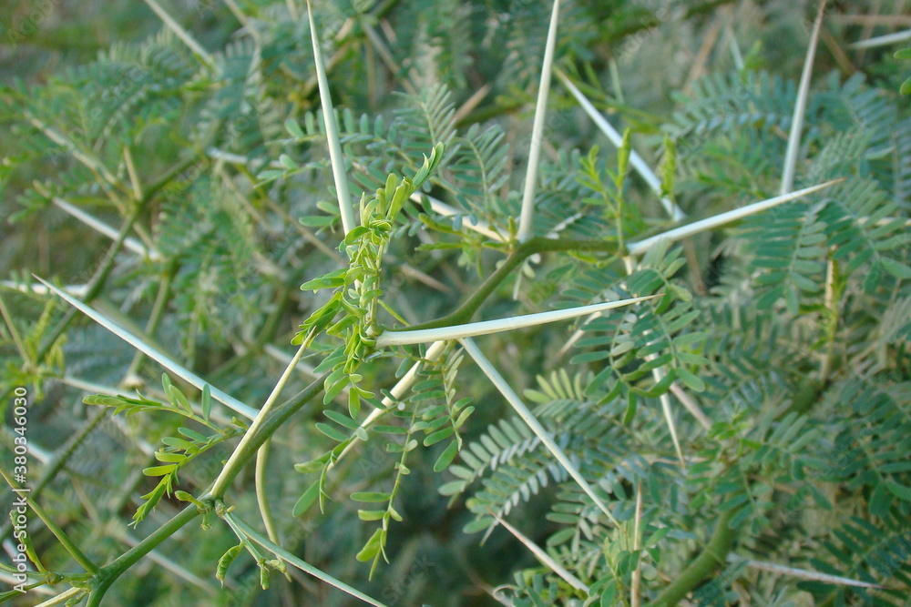 Sweet Thorn (Acacia karroo)