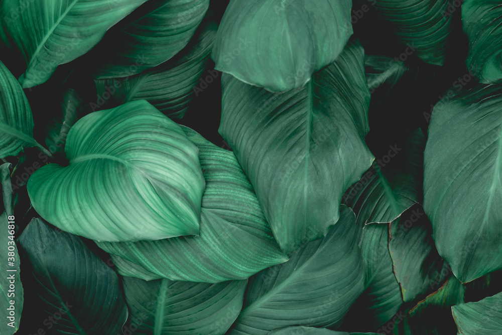 leaves of Spathiphyllum cannifolium, abstract green texture, nature background, tropical leaf leaves of Spathiphyllum cannifolium, abstract green texture, nature background, tropical leaf