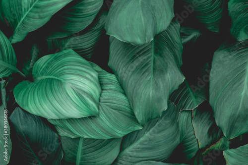 leaves of Spathiphyllum cannifolium  abstract green texture  nature background  tropical leaf