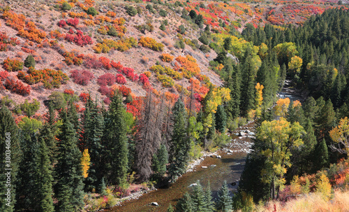 Tall Conifer trees by the Roaring Fork river in Colorado
