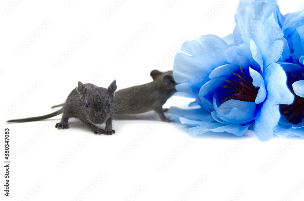 Fototapeta premium degu on white background