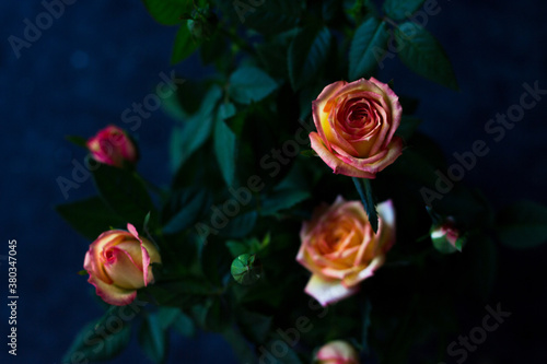 Tea rose in a pot. Bush with yellow roses with a pink edge on a dark background