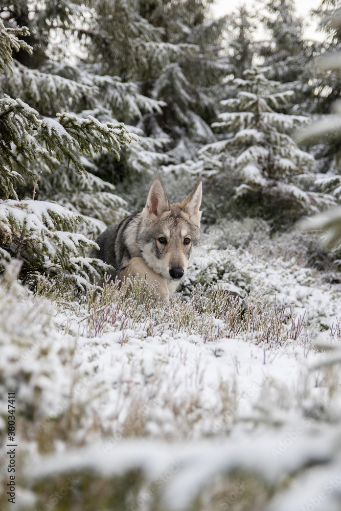 Fototapeta premium Wolf in snow