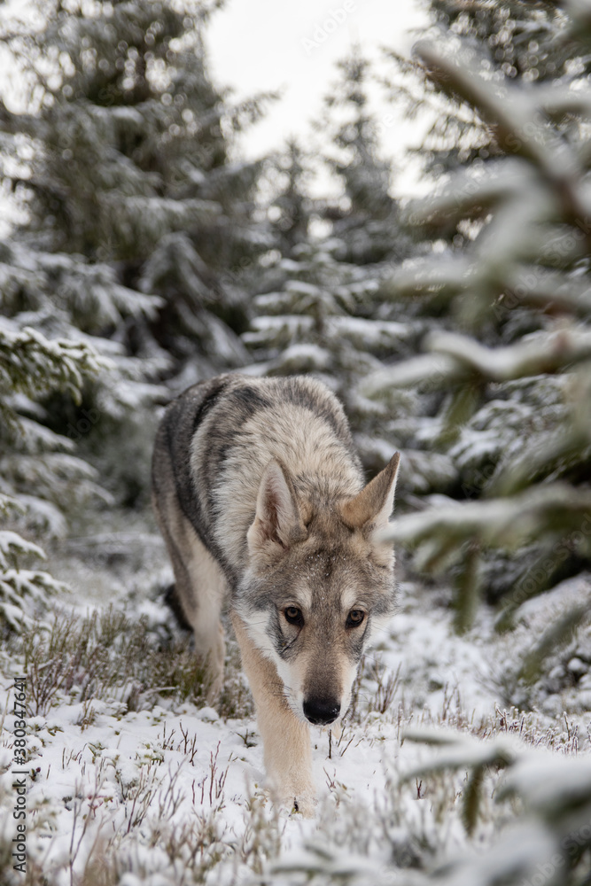 Obraz premium Wolf in snow