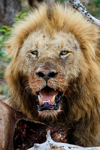 Lion male eating from a buffalo kill in Sabi Sands Game Reserve in the Greater Kruger Region in South Africa