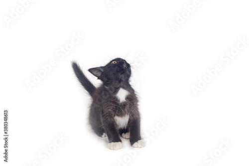 Black kitten isolated on a white background